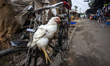 Daily Life at market in Bhola, Bangladesh on 31 December 2016. Bhola is a southern coastal...