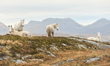 A view of horses on the Wild Atlantic Way, road 341, near Errislannon village, in Connemar...