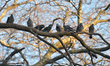A view of pigeon seating on a tree inside St Stephen's Green park, in Dublin's city center...