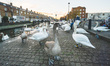 A view of swans near the Portobello bridge in Dublin.On Friday, 13 January 2017, Dublin,...