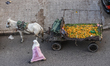 Orange seller is seen on 15 November 2011 in Marrakech, Morocco 