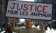 A man holds a placard reading 'Justice for animals'. The L214 NGO organized a happening to...