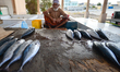 An old man, a tuna vendor, seats at his stand with tunas for sale inside a fish market, aw...