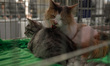 People are seen attending a yearly cat show in the Zielony Arkady shopping mall on 19 Febr...