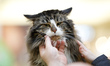 People are seen attending a yearly cat show in the Zielony Arkady shopping mall on 19 Febr...