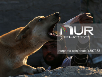 A Palestinian man It provides food for the dog in Gaza City, on March 5, 2017.
 (