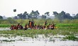 Rural Boat race by village men and women of West Bengal, India, on November 3, 2013.

Phot...