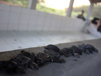 A number of baby sea turtles (Lepidochelys olivacea) released into the wild on July 19, 2014 at Samas Beach, Bantul, Yogyakarta, Indonesia....