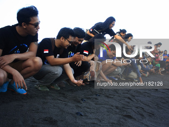 A number of baby sea turtles (Lepidochelys olivacea) released into the wild on July 19, 2014 at Samas Beach, Bantul, Yogyakarta, Indonesia....