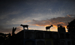 The sunset goats roams above the grave in Carreta Cemetery on 27 March 2017. The Carreta C...