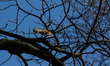A squirrel jumps from tree to another in one of botanical gardens downtown Kyiv, Ukraine,...