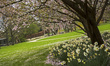 A blossoming cherry tree is pictured during a press preview of the IGA (International Gard...