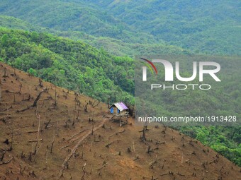 A Jhum cultivation field is seen amidst green forest at Tseminyu, India north eastern state of Nagaland on Sunday, April 23, 2017. Over 70%...