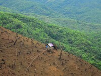 A Jhum cultivation field is seen amidst green forest at Tseminyu, India north eastern state of Nagaland on Sunday, April 23, 2017. Over 70%...