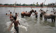 A man is bathing horses on the Buriganga River during the hot weather in Dhaka, Bangladesh...