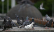 Pigeons are seen near a fountain in Brest, Belarus on 1 June, 2017. 