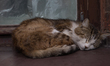 A cat is seen sleeping on a window sill of an abandoned building used to house internally...