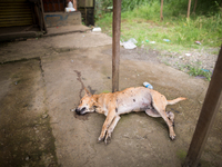 A dead dog in front of a abandoned house is seen on the third week after an attack of Maute group in Marawi City, Lanao del Sur, Southern Ph...