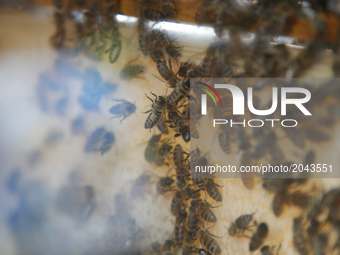 Bees are seen in a bee box or nuc at a honey selling stand during a food festival in Bydgoszcz, Poland Locally made cheeses are seen for sal...