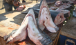 A view of a shark's heads for sale in the fish market just outside of Sale's fishing harbo...