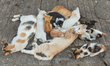 A family of cats playing on the ground seen in Rabat's medina.On Friday, June 30, 2017, i...
