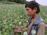 Afghan boy harvest opium sap from their poppy field in Badakhshan province on 13 July 2017. The US government has spent billions of dollars...
