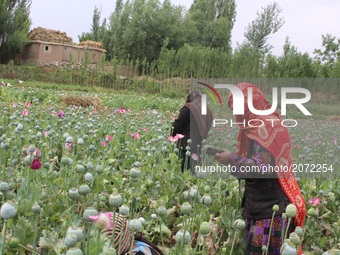Afghan women harvest opium sap from their poppy field in Badakhshan province on 13 July 2017. The US government has spent billions of dollar...
