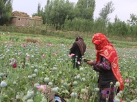 Afghan women harvest opium sap from their poppy field in Badakhshan province on 13 July 2017. The US government has spent billions of dollar...