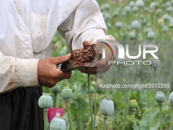 Afghan man harvest opium sap from their poppy field in Badakhshan province on 13 July 2017. The US government has spent billions of dollars...