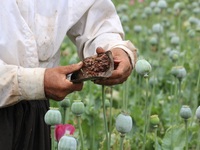 Afghan man harvest opium sap from their poppy field in Badakhshan province on 13 July 2017. The US government has spent billions of dollars...