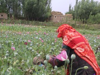 Afghan woman harvest opium sap from their poppy field in Badakhshan province on 13 July 2017. The US government has spent billions of dollar...