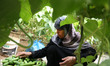 Palestinian farmer Sabah Abu Halima gathered the Cucumber inside her farm  in Beit Lahiya,...