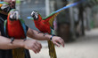 Birds belong to the macaw parrots sit on the arms and shoulders of the zookeeper, Ahmed Jo...