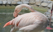 A flamingo is pictured on the second day of the 7th International Big Ankara Festival in A...