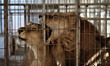 A lion couple were smuggled into Gaza from Egypt at Rafah Zoo in Rafah, southern Gaza Stri...