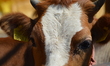 A sacrificial cow can be seen at a livestock market in the Yakacik area of Ankara, Turkey...