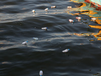 Bottles containing messages against the siege of the Gaza Strip are seen floating in the water at the port in Gaza City after they were thro...