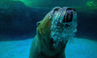Polar bears Aurora and Peregrino live in the São Paulo Aquarium in Ipiranga, South Zone of...