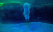 Polar bears Aurora and Peregrino live in the São Paulo Aquarium in Ipiranga, South Zone of...