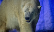 Polar bears Aurora and Peregrino live in the São Paulo Aquarium in Ipiranga, South Zone of...