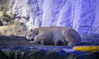 Polar bears Aurora and Peregrino live in the São Paulo Aquarium in Ipiranga, South Zone of...