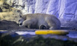 Polar bears Aurora and Peregrino live in the São Paulo Aquarium in Ipiranga, South Zone of...