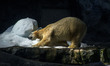 Polar bears Aurora and Peregrino live in the São Paulo Aquarium in Ipiranga, South Zone of...