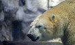 Polar bears Aurora and Peregrino live in the São Paulo Aquarium in Ipiranga, South Zone of...