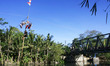 Indonesian men compete for prizes in climbing the greasy pole called "panjat pinang" durin...