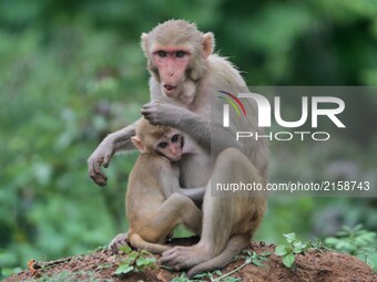 A wild monkey looks along with its baby as they are comes out from the forest as they are searching food for them outskirts of the eastern I...