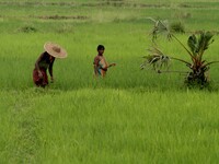 A village living farmer couple looks at their agricultural paddy field as they are busy in the works outskirts of the eastern Indian state O...