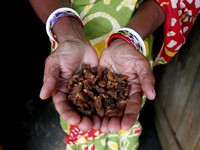 Villagers of a tribal community shows their harvested Mahua fruits as they store it and they make every day or any other special occasion to...
