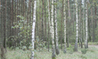 Birch trees are seen in the wooded area of Biale Blota in Bydgoszcz, Poland on 17 Septembe...