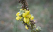 A yellow flower is is seen in the woods of Gmina Biale Blota in Bydgoszcz, Poland on 17 Se...